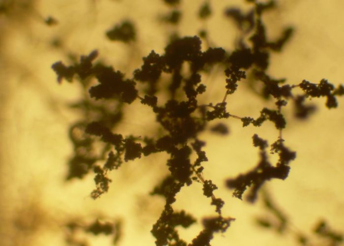 TRICHODERMA_BAJO-MICROSCOPIO_