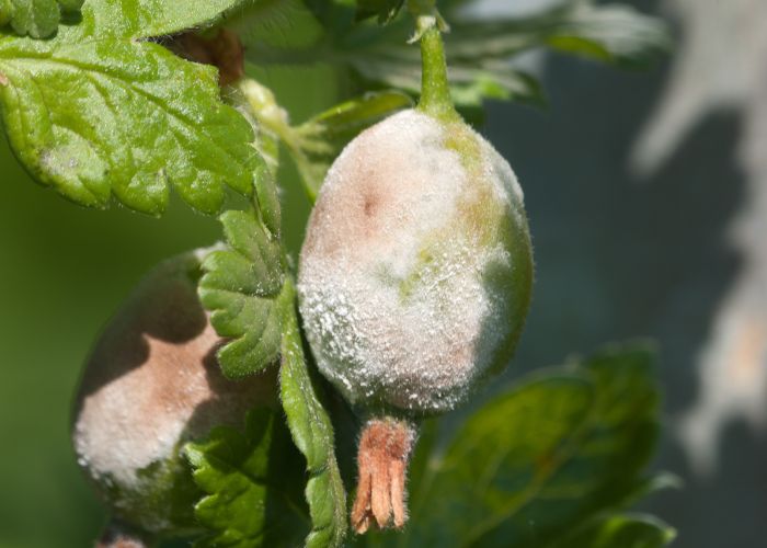 Como combatir el oidio en tus plantas 1 Hongo Oidio 2
